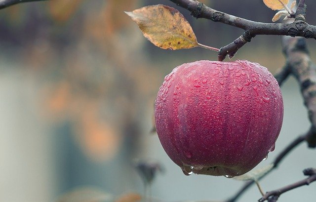 Podzimní jablko